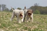 LAGOTTO 076